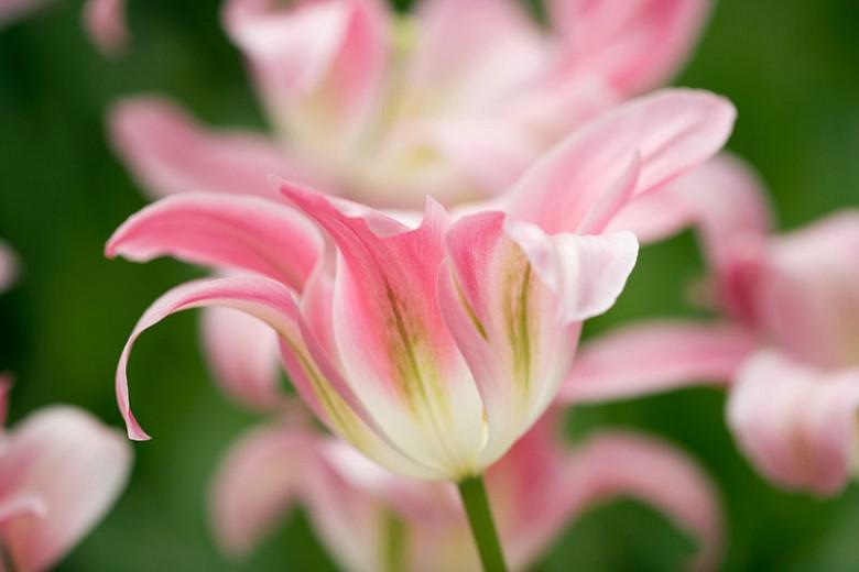 Tulipa 'Florosa',Tulip 'Florosa', Viridiflora Tulip 'Florosa', Viridiflora Tulips, Spring Bulbs, Spring Flowers, pink tulips, late spring tulip, late season tulip
