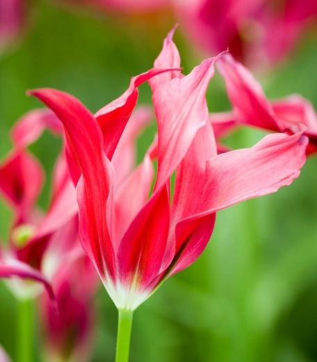 Tulipa 'Doll's Minuet', Tulip 'Doll's Minuet', Viridiflora Tulip 'Doll's Minuet', Viridiflora Tulips, Spring Bulbs, Spring Flowers, Tulipe Hollywood Star,Tulipes Viridiflora, Red Tulips