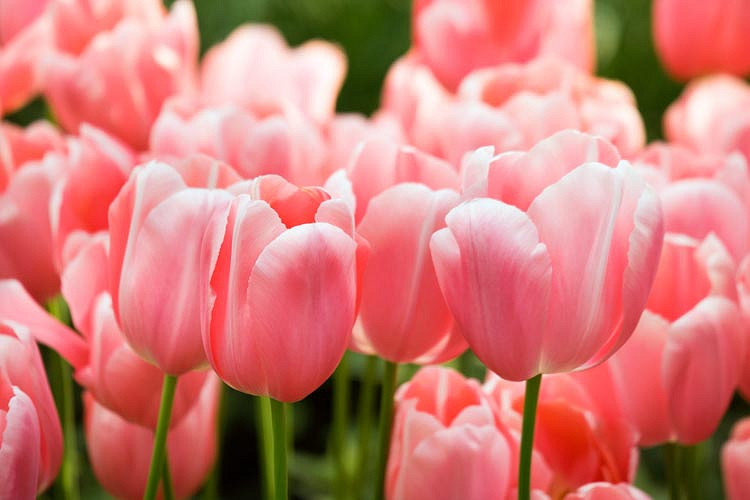 Tulipa 'Menton', Tulip 'Menton', Single Late Tulip 'Menton', Single Late Tulips, Spring Bulbs, Spring Flowers, Pink Tulip, Orange Tulip, Single Late Tulip, French Tulip