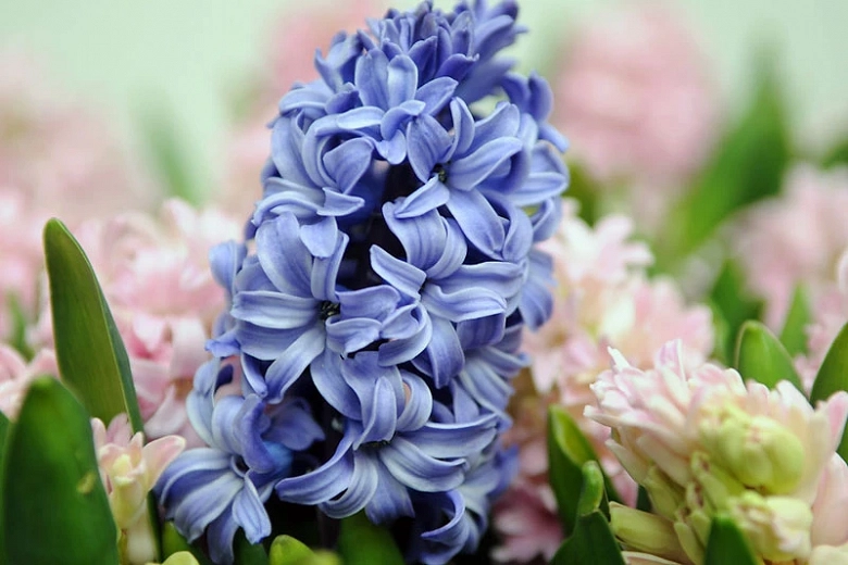 Image of Hyacinth blue flower