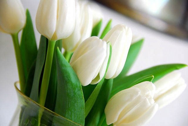Tulipa White Dream,Tulip 'White Dream', Triumph Tulip 'White Dream', Triumph Tulips, Spring Bulbs, Spring Flowers, Tulipe White Dream, White Tulips, Tulipes Triomphe, Mid late spring tulips