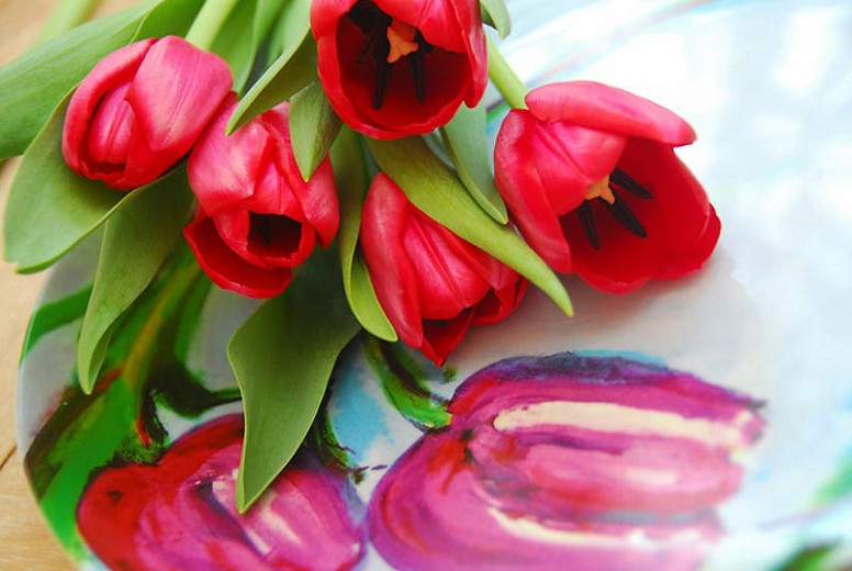 5 bulbos Tulipán Apeldorn 5 / Tulipa Apeldorn Tulipa Apeldorn Tulip Apeldorn 