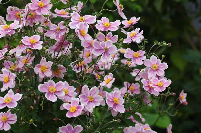 Anemone x Hybrida 'Robustissima', Japanese Anemone Robustissima', Windflower 'Robustissima', Anemone tomentosa 'Robustissima', Grapeleaf Anemone 'Robustissima', Late summer perennial, Pink flowers