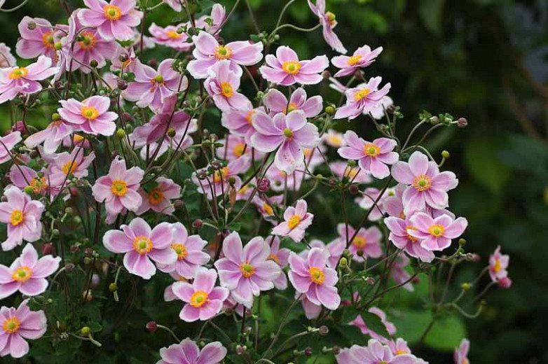 Image of Japanese anemone late summer perennial