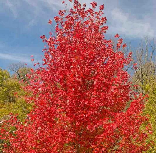 Acer rubrum, Red Maple, Scarlet Maple, Swamp Maple, Canadian Maple, Tree with fall color, Fall color, Red Leaves, Red Autumn Leaves, Attractive bark Tree
