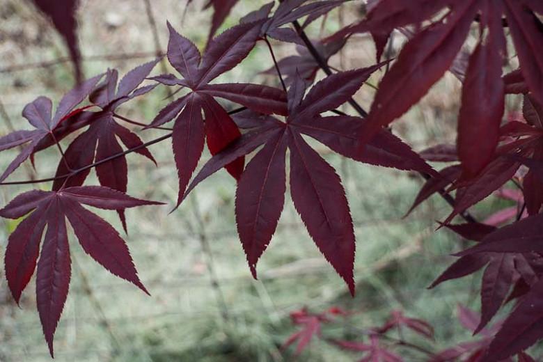 Acer palmatum 'Emperor I', Japanese Maple Emperor I, Acer palmatum 'Emperor 1', Acer palmatum 'Emperor One', Tree with fall color, Fall color, Attractive bark Tree, purple leaves, Purple Acer, Purple Japanese Maple, Purple Maple
