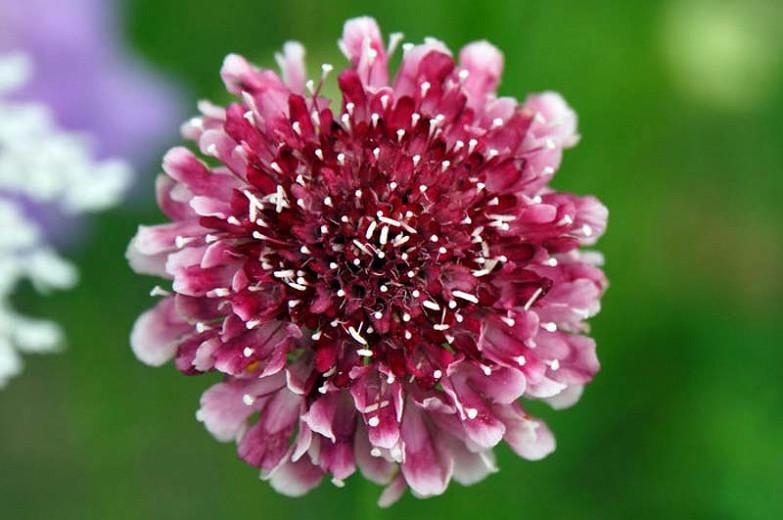 Scabiosa atropurpurea 'Beaujolais Bonnets', Pincushion Flower 'Beaujolais Bonnets', Sweet Scabious 'Beaujolais Bonnets', Scabiosa 'Beaujolais Bonnets', Burgundy Flowers, Red Flowers