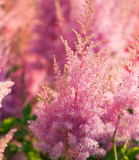 Astilbe Hyacinth Arendsii Hybrid