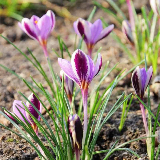 Crocus minimus 'Spring Beauty', Botanical Crocus, Spring Bulbs, Spring Flowers, White Crocus, Early spring bulb, Bicolor Crocus, Purple Crocus