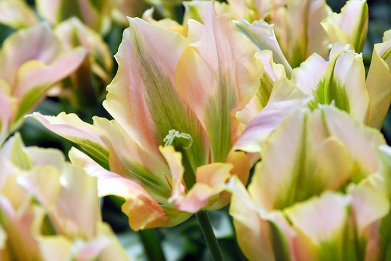 Tulipa China Town, Tulip 'China Town', Viridiflora Tulip 'China Town', Viridiflora Tulips, Spring Bulbs, Spring Flowers, Tulipe China Town, Pink tulips, Tulipes Viridiflora