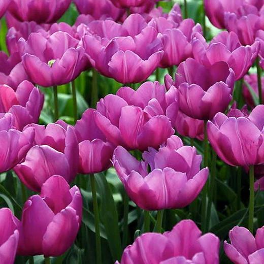 Tulipa Purple Prince,Tulip 'Purple Prince', Single Early Tulip 'Purple Prince', Single Early Tulips, Spring Bulbs, Spring Flowers, Tulipe Purple Prince, Purple tulips, Tulipes Simples Hatives