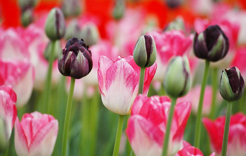 Tulipa 'Black Hero',Tulip 'Black Hero', Double Late Tulip 'Black Hero', Double Late Tulips, Spring Bulbs, Spring Flowers, Tulipe Black hero, Dark Tulips, Black Tulips, Late spring tulips, Tulipes Doubles Tardives
