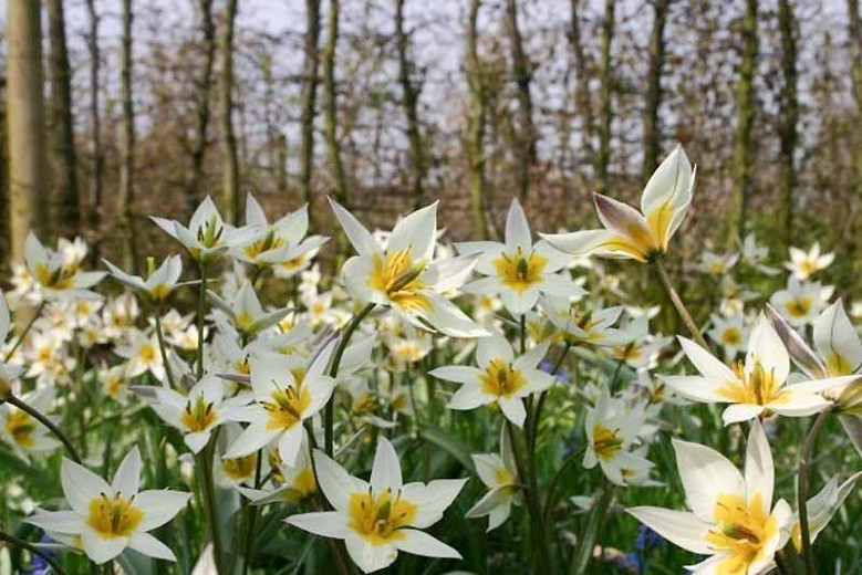 TÌNH YÊU CÂY CỎ ĐV 10  - Page 7 35463Optimized