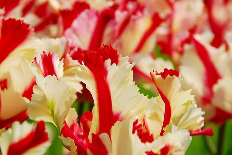 Tulipa 'Estella Rijnveld', Tulip 'Estella Rijnveld', Parrot Tulip 'Estella Rijnveld', Parrot Tulips, Spring Bulbs, Spring Flowers, Tulipe 'Estella Rijnveld', Parrot Tulip, Tulipe Perroquet