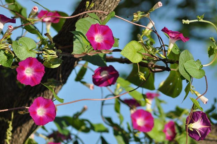 Seeds Scarlett O/'Hara Morning Glory Climbing Vines 30