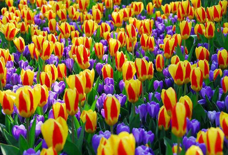 Tulipa Stresa,Tulipe Stresa,Tulip 'Stresa', Kaufmanniana Tulip 'Stresa', Waterlily Tulip 'Stresa', Kaufmanniana Tulips, Spring Bulbs, Spring Flowers, Bicolored Tulip, Red Tulip, Yellow Tulip
