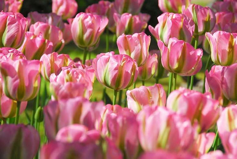 Tulipa 'Groenland', Tulip 'Groenland', Tulip 'Greenland', Viridiflora 'Groenland', Tulipa 'Greenland', Viridiflora Tulips, Spring Bulbs, Spring Flowers, Pink tulips
