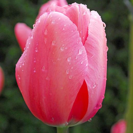 Tulipa 'Pink Impression', Tulip 'Pink Impression', Darwin Hybrid Tulip 'Pink Impression', Darwin Hybrid Tulips, Spring Bulbs, Spring Flowers, Pink Tulip,