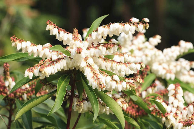 Pieris ‘Brouwer’s Beauty’, Japanese Andromeda ‘Brouwer’s Beauty’, Hybrid Andromeda ‘Brouwer’s Beauty’, Lily of the Valley Shrub