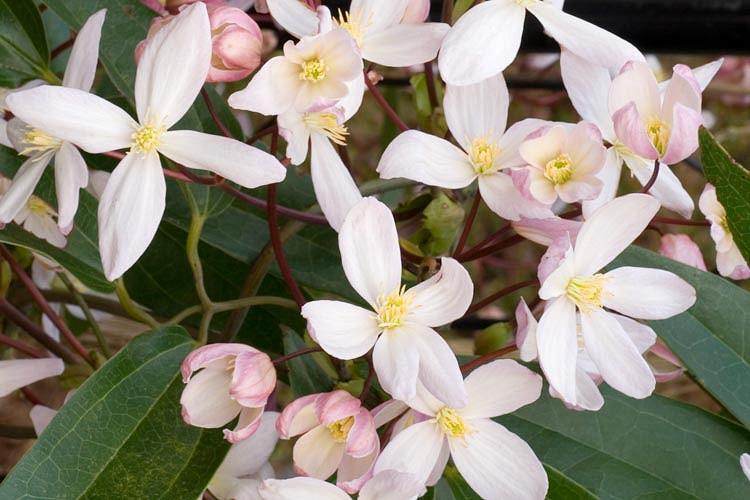 Clematis Apple Blossom