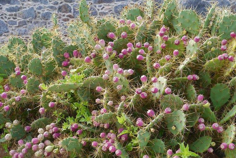 Opuntia Ficus Indica Prickly Pear
