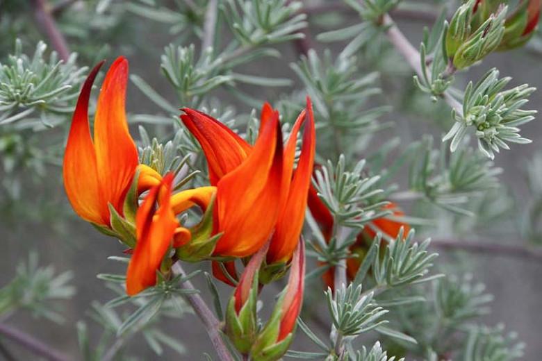 Lotus berthelotii (Parrot�s Beak)