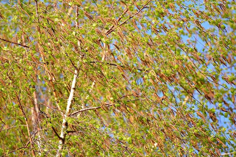 Betula Pendula Silver Birch Betula Pendula Silver Birch
