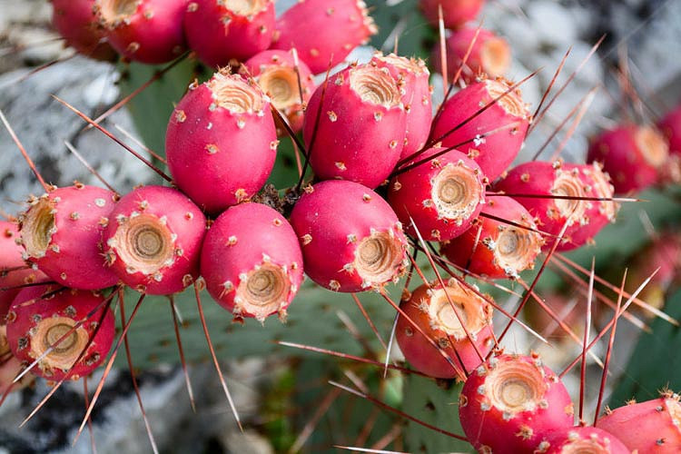 Opuntia ficusindica (Prickly Pear)