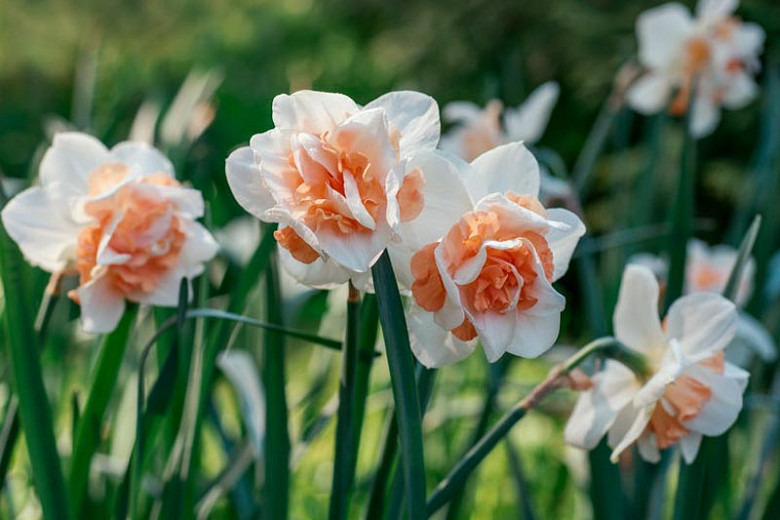 Narcissus 'Delnashaugh' (Double Daffodil)