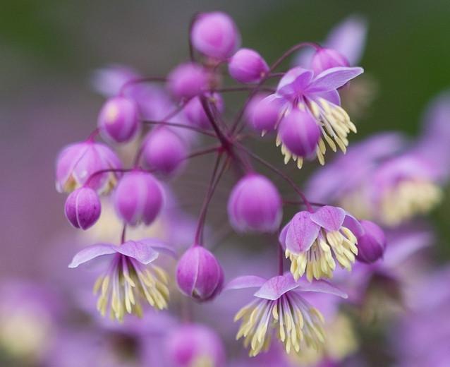 Thalictrum delavayi, Meadow Rue, Lavender Mist, Giant Meadow Rue, Chinese Meadow Rue, Yunnan Meadow Rue, lavender flowers, purple flowers, see through plant, perennial, perennial plant, perennials