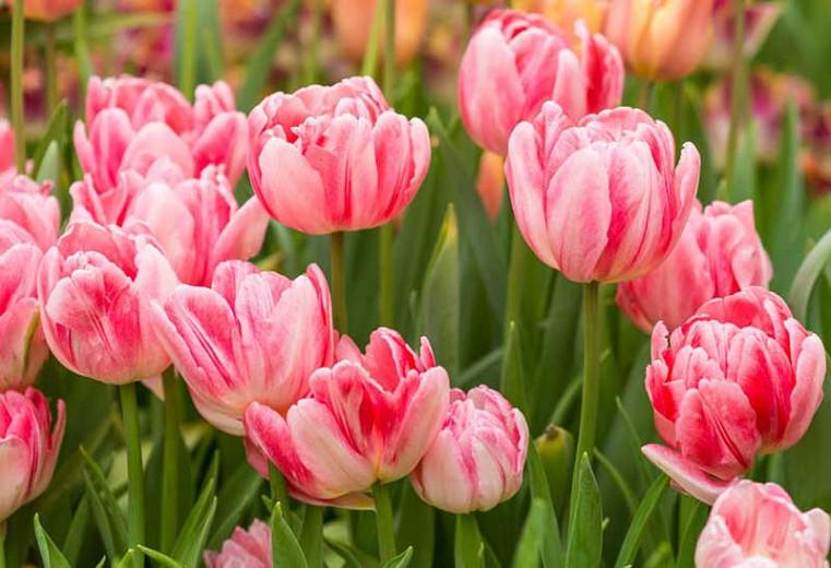 Tulipa 'Foxtrot',Tulip 'Foxtrot', Double Early Tulip 'Foxtrot', Double Early Tulips, Spring Bulbs, Spring Flowers, Tulipes Double Hatives, Pink Tulip