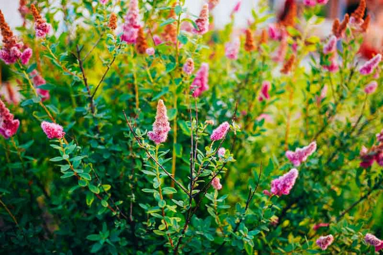 Spiraea douglasii, Pink Flowers, Western Spirea, Steeple Bush, Hardhack, Pink Spiraea, Rose Spiraea