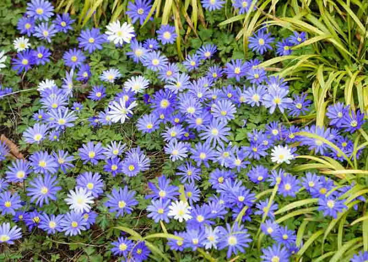blanda 'Blue Star' (Grecian Windflower)