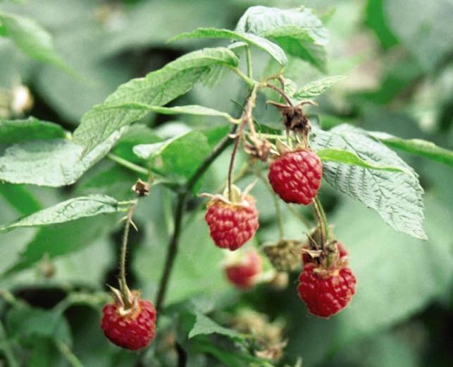 Rubus 'Killarney' (Summer Bearing Raspberry)