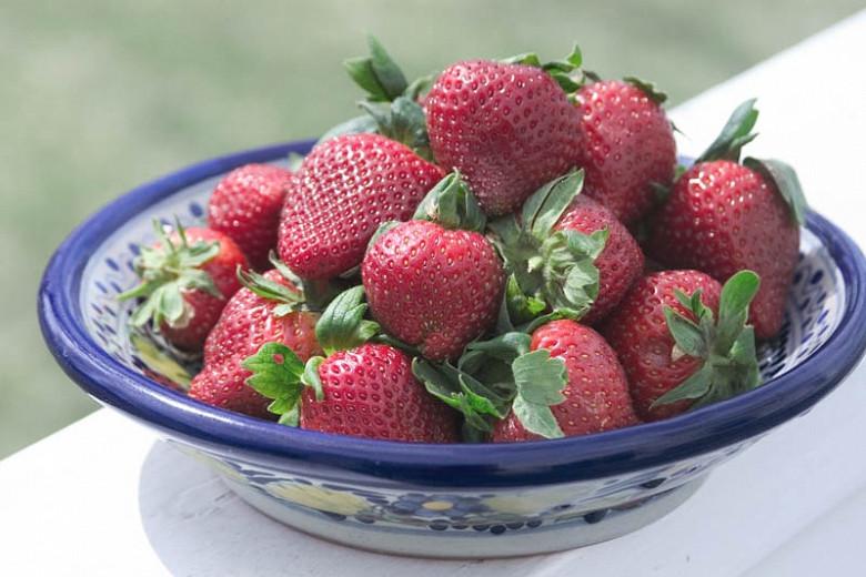 Fragaria × ananassa 'Sparkle', Junebearing Strawberry 'Sparkle', Strawberry 'Sparkle', evergreen shrub, Strawberries, Red Fruit, White flowers