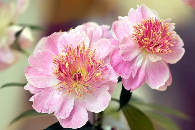 Paeonia Lactiflora 'Do Tell', Peony 'Do Tell', 'Do Tell' Peony, Chinese Peony 'Do Tell' , Common Garden Peony 'Do Tell', Pink Peonies, Pink Flowers, Fragrant Peonies