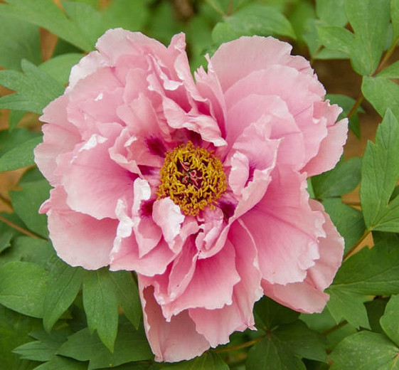Paeonia 'First Arrival', Peony 'First Arrival', 'First Arrival' Peony, Itoh Peony 'First Arrival', Intersectional Peony 'First Arrival', Pink Peonies, Pink flowers, Fragrant Peonies