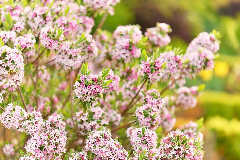Daphne × burkwoodii 'Carol Mackie', Daphne 'Carol Mackie', Burkwood Daphne 'Carol Mackie', Fragrant shrub, Flowering Shrub, Pink Flowers