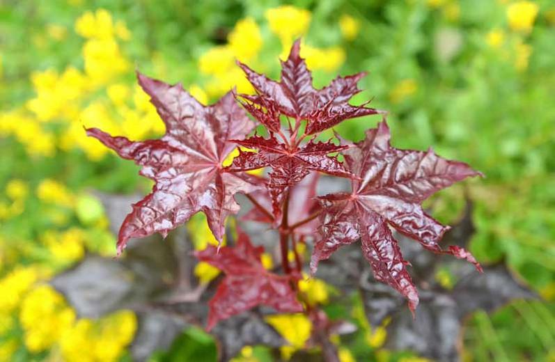 Acer Platanoides Crimson King Norway Maple