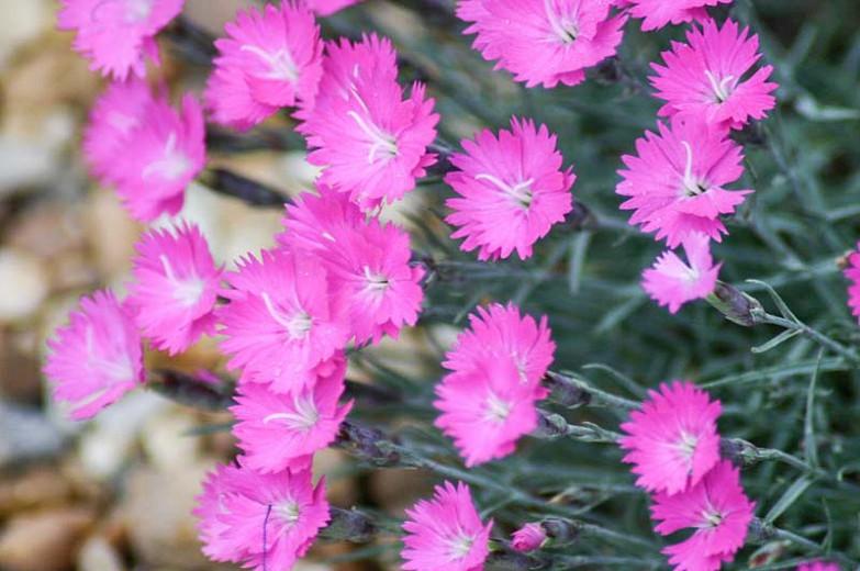 Dianthus Gratianopolitanus Firewitch Cheddar Pink