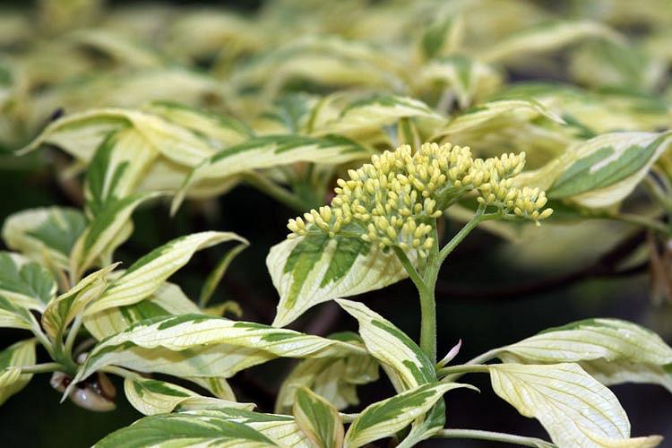 Cornus Alba, Tatarian Dogwood, Red-Barked Dogwood, White Dogwood, Siberian Dogwood, Deciduous Shrubs, Foliage, Fall color, Winter color, shrub with berries