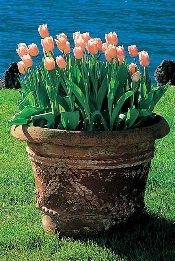 Tulipa Pink Diamond,Tulip 'Pink Diamond', Single Late Tulip 'Pink Diamond', Single Late Tulips, Spring Bulbs, Spring Flowers, Tulipe Pink Diamond, Pink Tulip, Single Late Tulip, Spring Bloom