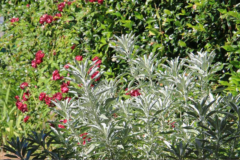Salvia apiana, White Sage, California White Sage, Native Sage