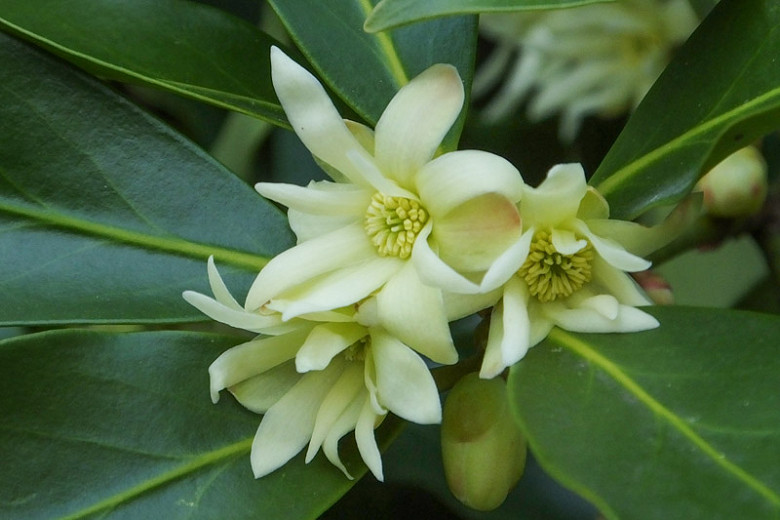 Illicium anisatum (Japanese Anise)