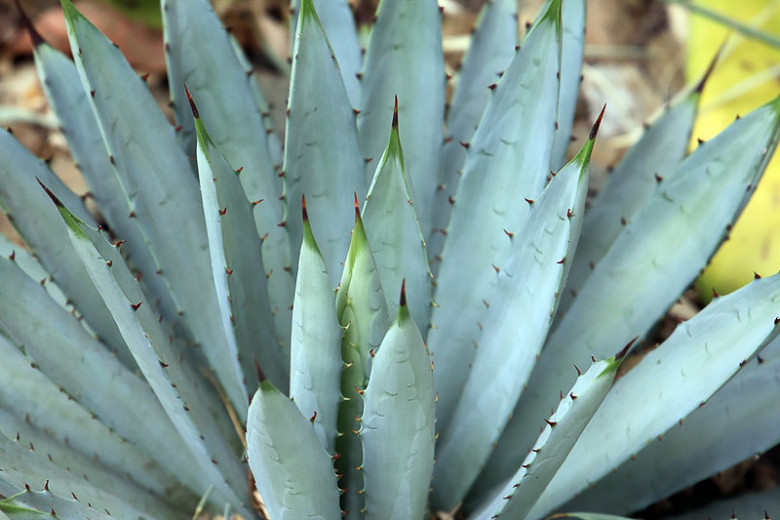 Agave macroacantha, Black-Spined Agave, Large-Thorned Agave, Agave macroacantha var. latifolia, succulent, drought tolerant plant