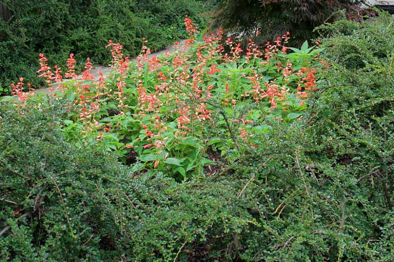 Cotoneaster apiculatus, Cranberry Cotoneaster, Deciduous Shrub, Hardy Shrub, Shrub with berries, Red Berries, Groundcover