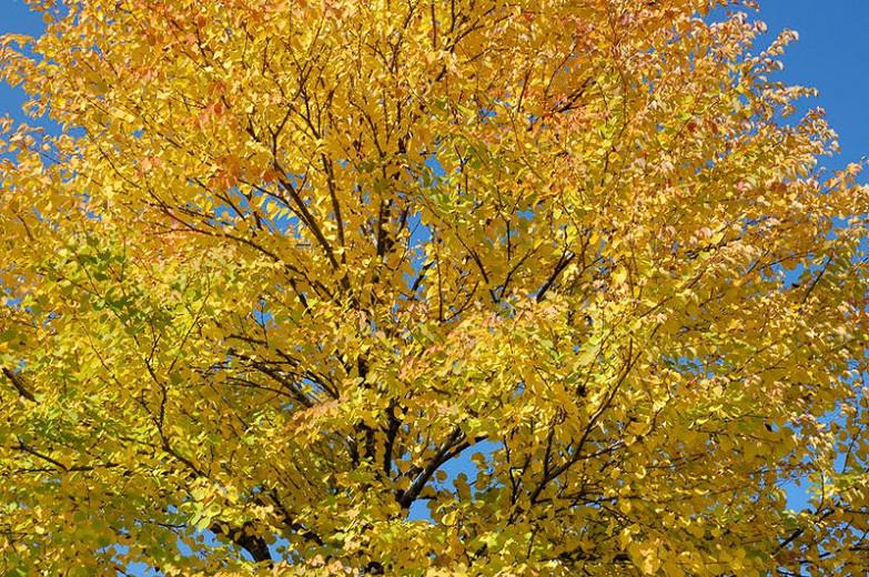 Cercidiphyllum japonicum,Katsura Tree, Tree with fall color, Fall color, Attractive bark Tree, Golden leaves
