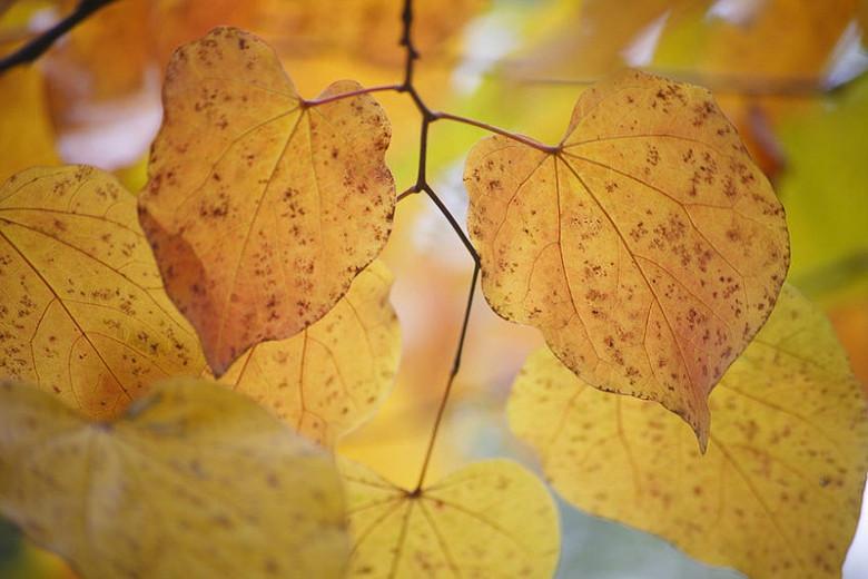 Cercidiphyllum Oni Katsura Tree Cercidiphyllum Oni Katsura Tree