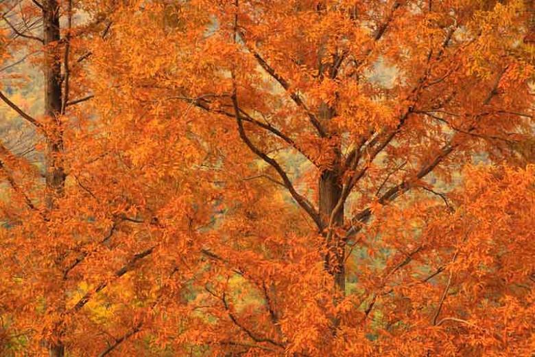 Metasequoia glyptostroboides,Dawn Redwood, Water Fir, Deciduous Conifer, Tree with fall color, Fall color, Attractive bark Tree, Red leaves