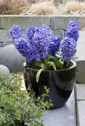 Hyacinth Blue Jacket, Hyacinth 'Blue Jacket', Dutch Hyacinth, Hyacinthus Orientalis, Common Hyacinth, Spring Bulbs, Spring Flowers, blue hyacinth, blue flowers